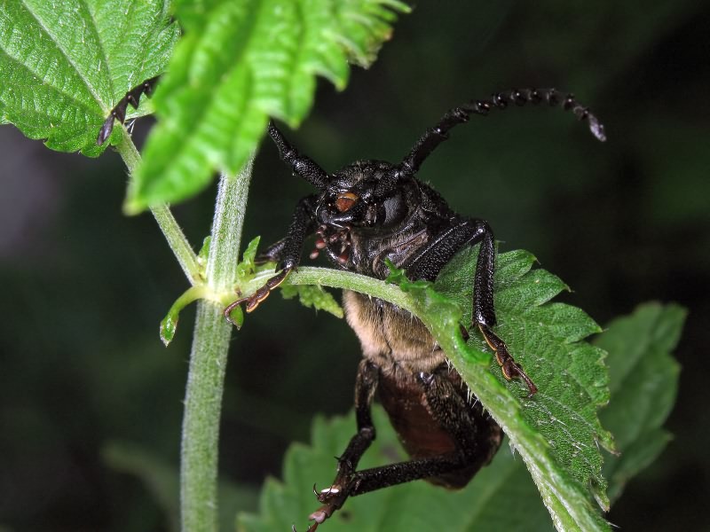 Prionus coriarius (Linnaeus, 1758)